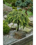 Ялина звичайна Форманек | Picea abies Formanek | Ель обыкновенная Форманек